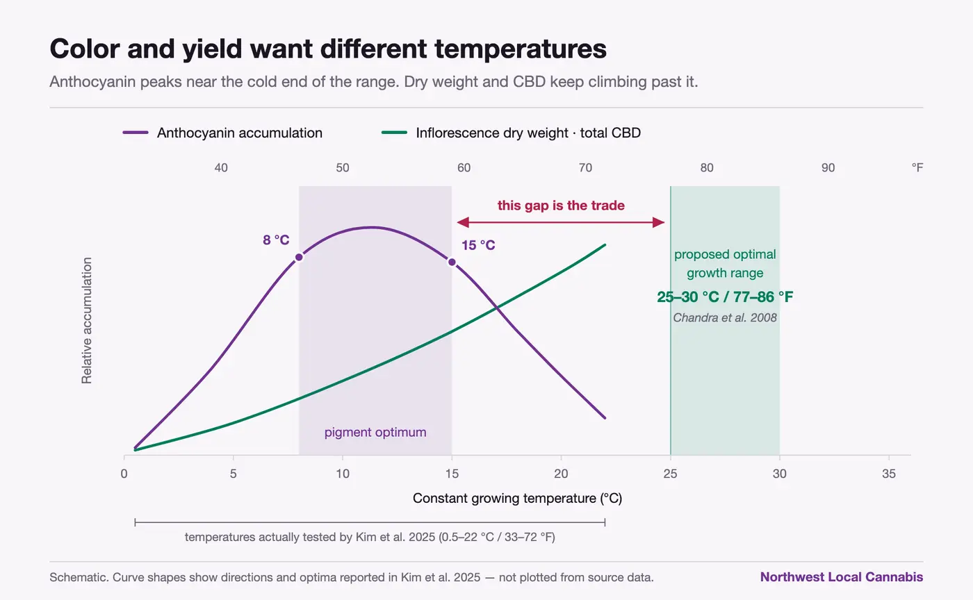 Schematic line chart of constant growing temperature against relative accumulation. Anthocyanin accumulation peaks between 8 and 15 degrees Celsius then falls away by 22 degrees, while inflorescence dry weight and total CBD climb steadily across the whole tested range of 0.5 to 22 degrees Celsius. The proposed optimal growth range of 25 to 30 degrees Celsius sits entirely to the right of the pigment optimum; the distance between them is labelled as the trade.