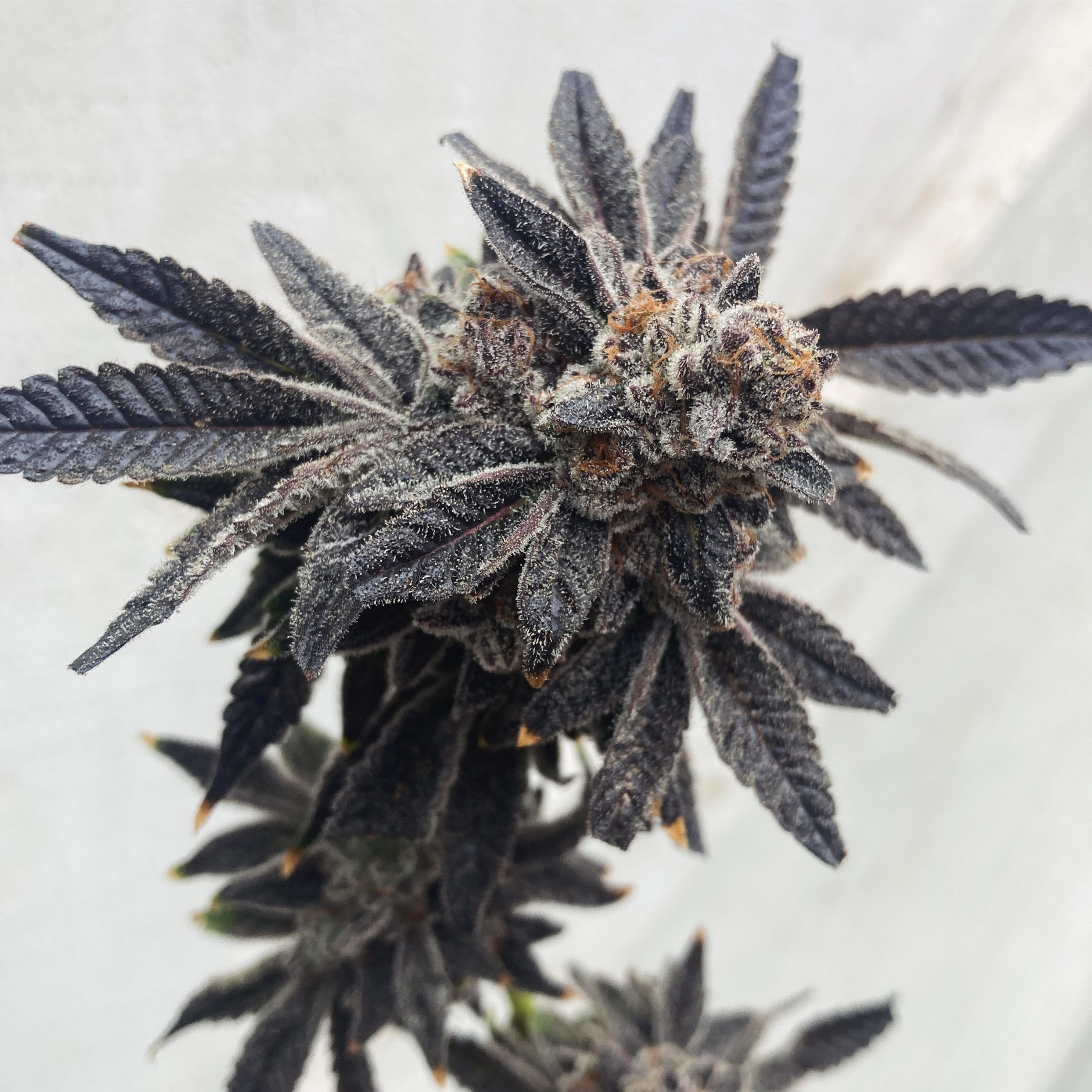 A deep purple, nearly black cannabis flower in late bloom, its sugar leaves heavily frosted with trichomes and threaded with orange pistils, against a pale grey backdrop.