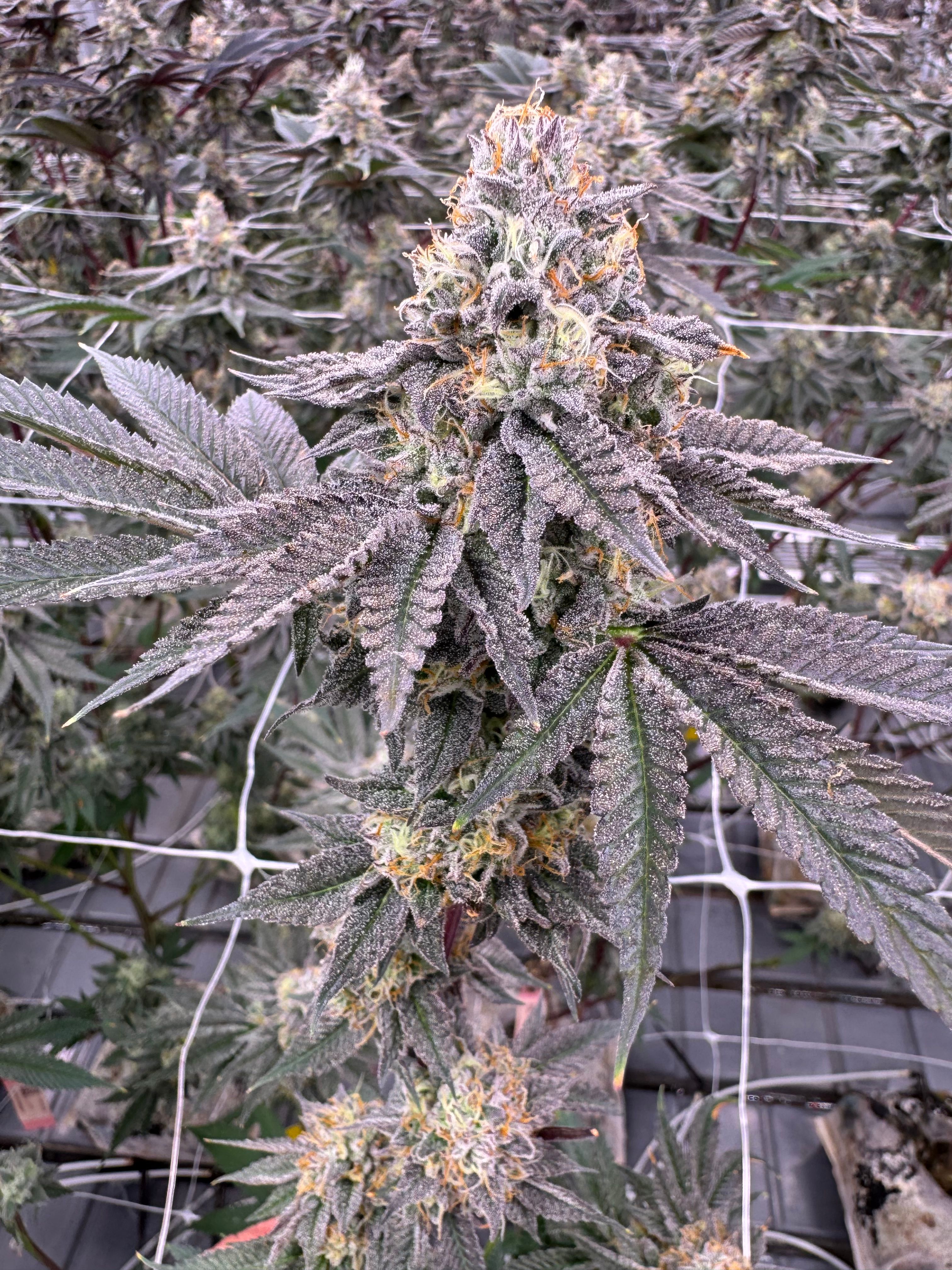 Donny Burger cannabis plant showing a tall column of stacked bud sites blanketed in frosty trichomes with orange pistils, indoor canopy of flowering plants in background, grown at Northwest Local Cannabis