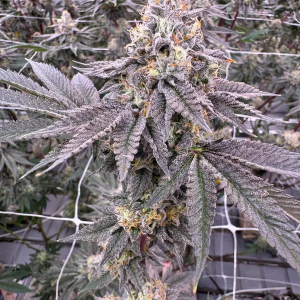 Donny Burger cannabis plant showing a tall column of stacked bud sites blanketed in frosty trichomes with orange pistils, indoor canopy of flowering plants in background, grown at Northwest Local Cannabis