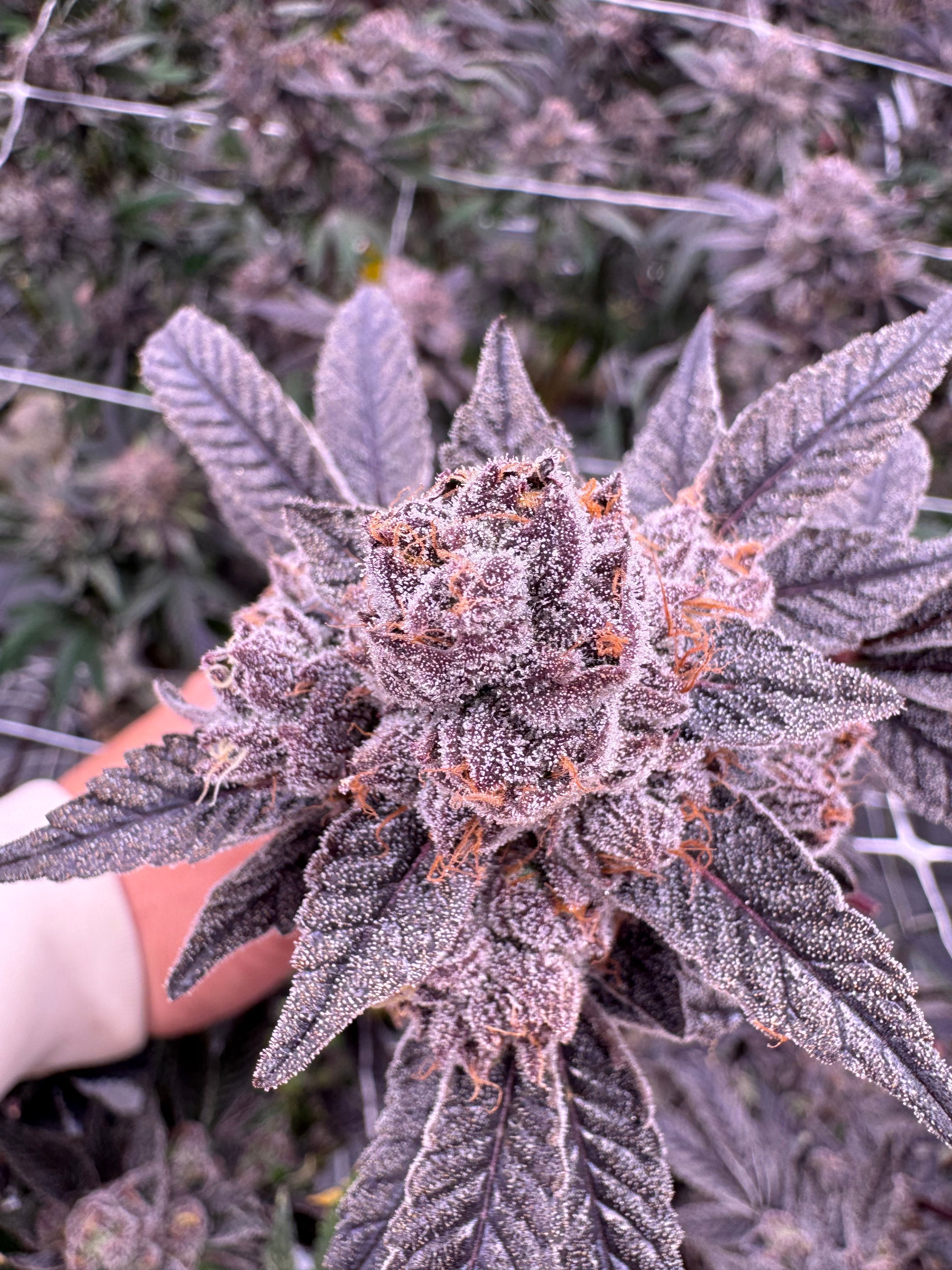 Gastro Pop cannabis bud viewed from above held in hand, glistening trichomes catching light on dark purple calyxes and sugar leaves, grown at Northwest Local Cannabis
