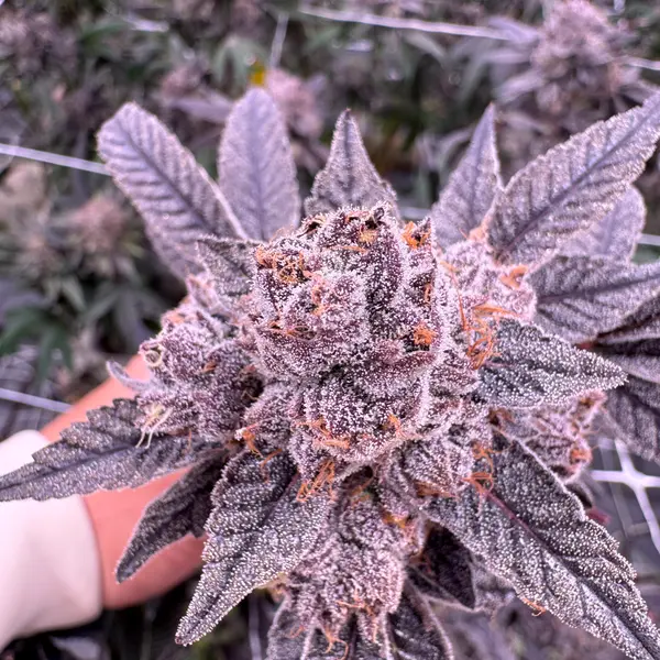 Gastro Pop cannabis bud viewed from above held in hand, glistening trichomes catching light on dark purple calyxes and sugar leaves, grown at Northwest Local Cannabis