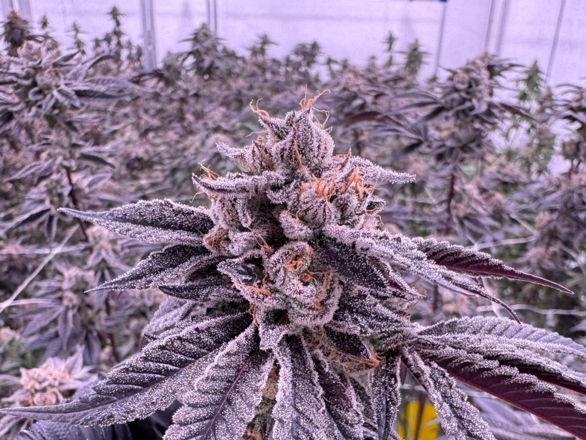 Sour Gelato cannabis flower showing frosty purple buds covered in trichomes with orange pistils, grown at Northwest Local Cannabis indoor facility