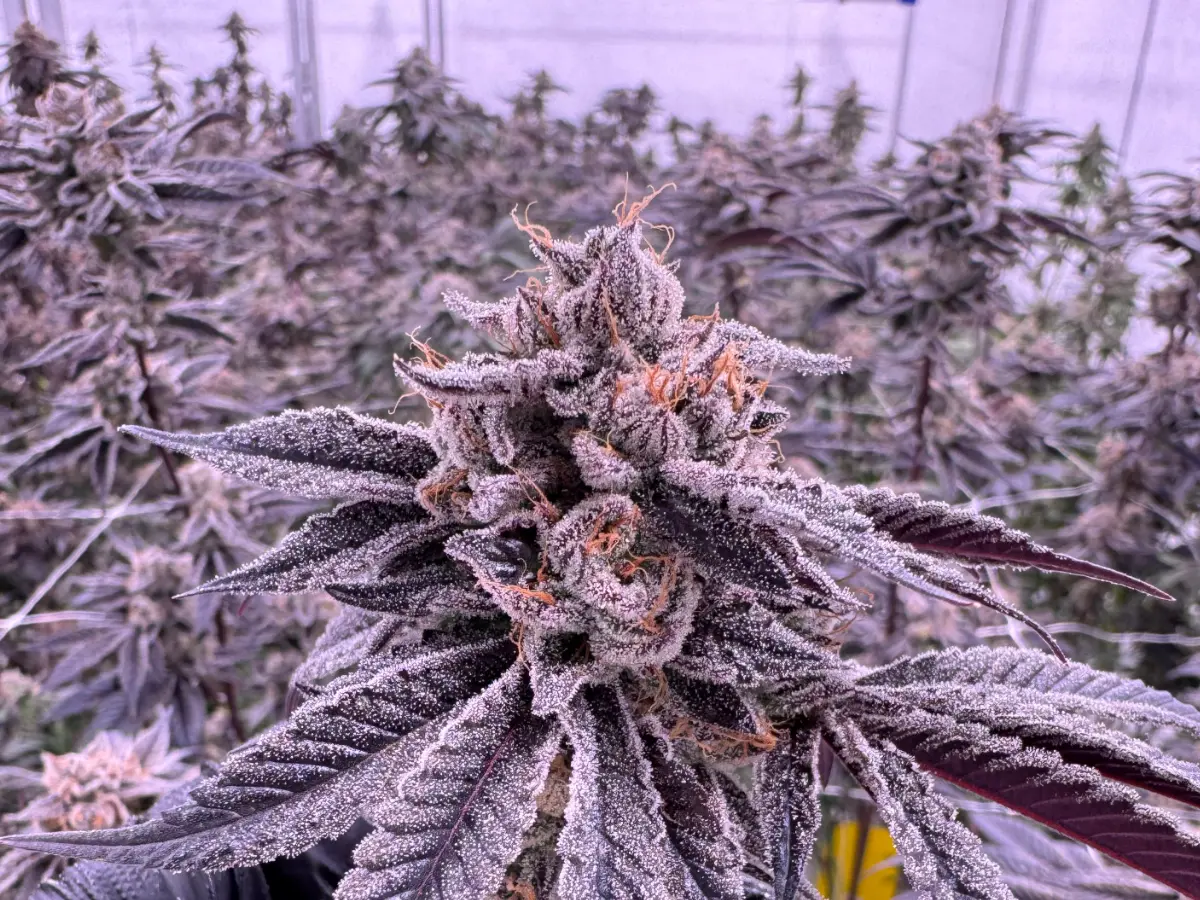 Sour Gelato cannabis flower showing frosty purple buds covered in trichomes with orange pistils, grown at Northwest Local Cannabis indoor facility