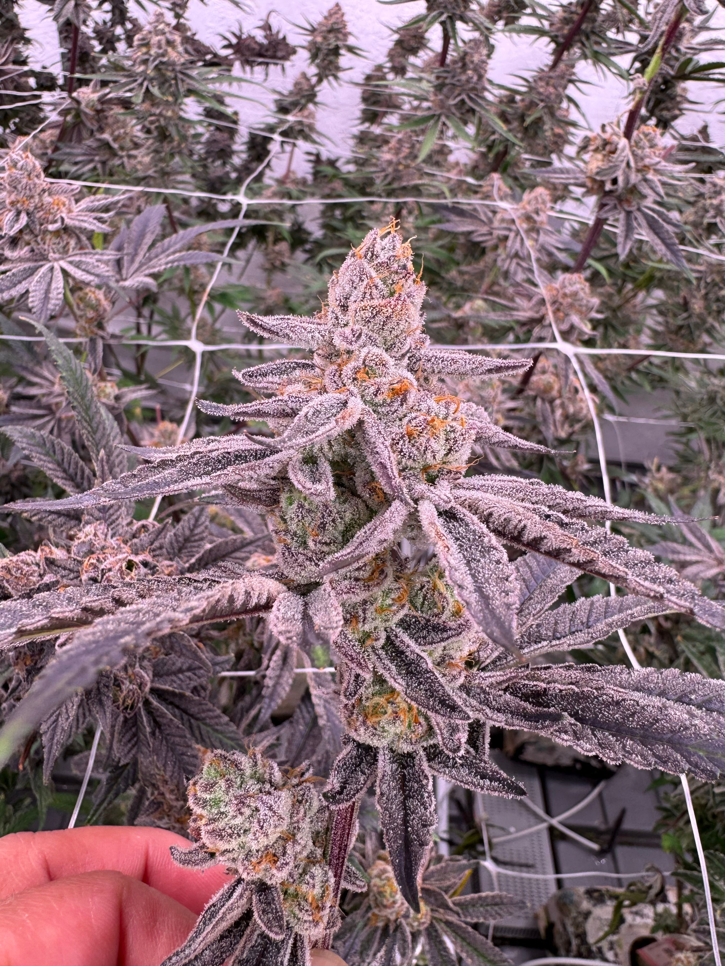 Glitter Bomb cannabis plant showing multiple stacked bud sites with purple-frosted leaves and heavy trichome coverage, hand holding lower branch with indoor canopy and trellis netting visible, grown at Northwest Local Cannabis
