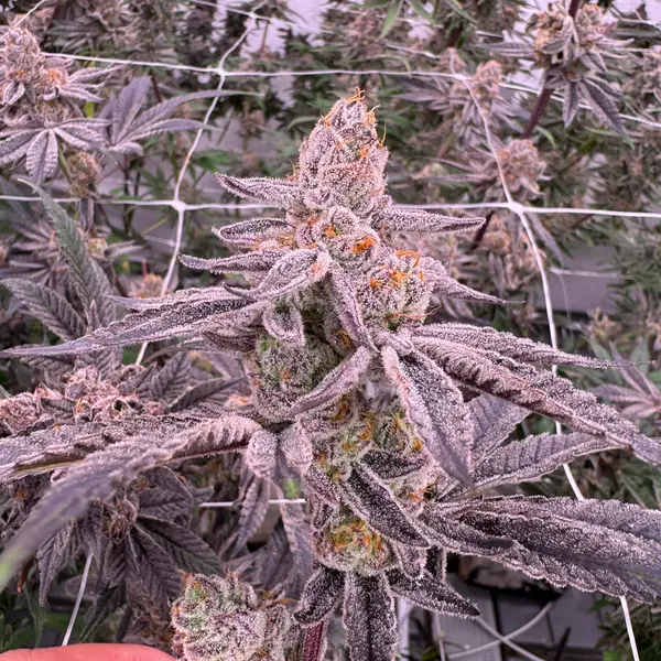 Glitter Bomb cannabis plant showing multiple stacked bud sites with purple-frosted leaves and heavy trichome coverage, hand holding lower branch with indoor canopy and trellis netting visible, grown at Northwest Local Cannabis