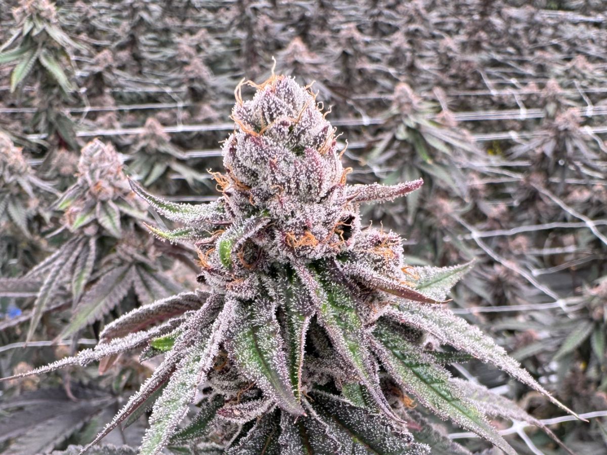 Cherry Bomb cannabis cola with purple-tinged, trichome-frosted buds and orange pistils rising above the flowering canopy at Northwest Local Cannabis' indoor grow