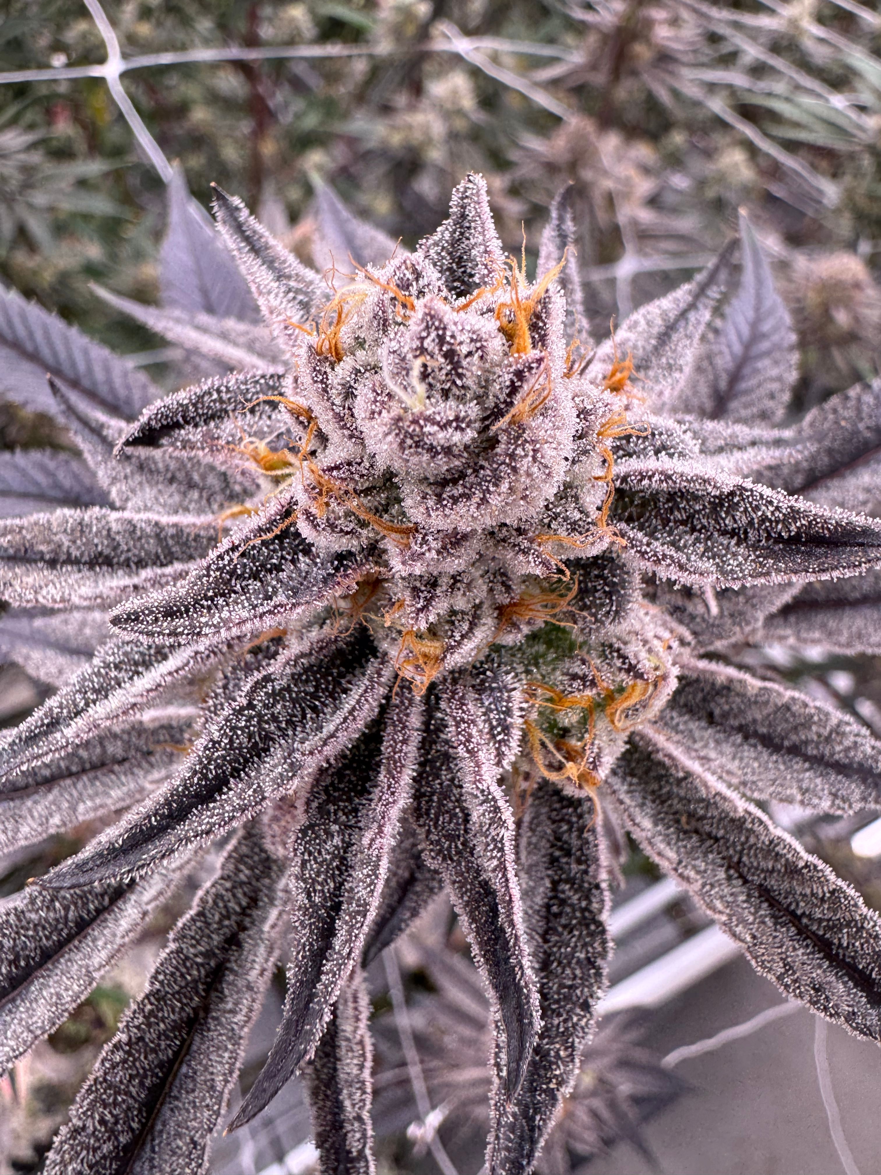 Close-up macro of Glitter Bomb cannabis cola tip showing dense trichome coverage on purple sugar leaves with orange pistils fanning outward, grown at Northwest Local Cannabis