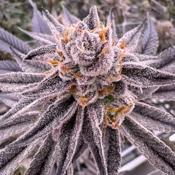 Close-up macro of Glitter Bomb cannabis cola tip showing dense trichome coverage on purple sugar leaves with orange pistils fanning outward, grown at Northwest Local Cannabis