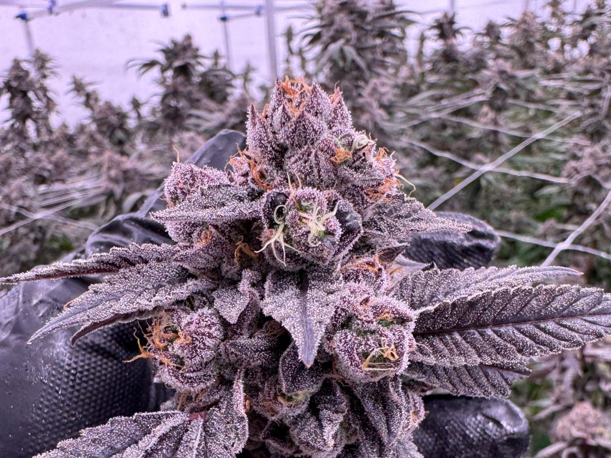 Gastro Pop cannabis flower held in a gloved hand, showing dense purple buds coated in frosty trichomes with orange pistils, grown at Northwest Local Cannabis indoor facility