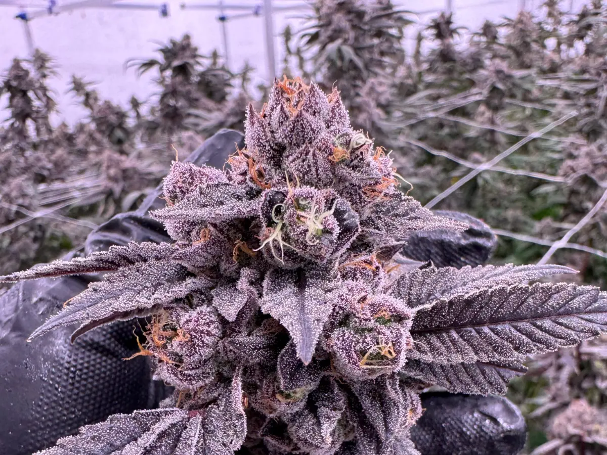 Gastro Pop cannabis flower held in a gloved hand, showing dense purple buds coated in frosty trichomes with orange pistils, grown at Northwest Local Cannabis indoor facility