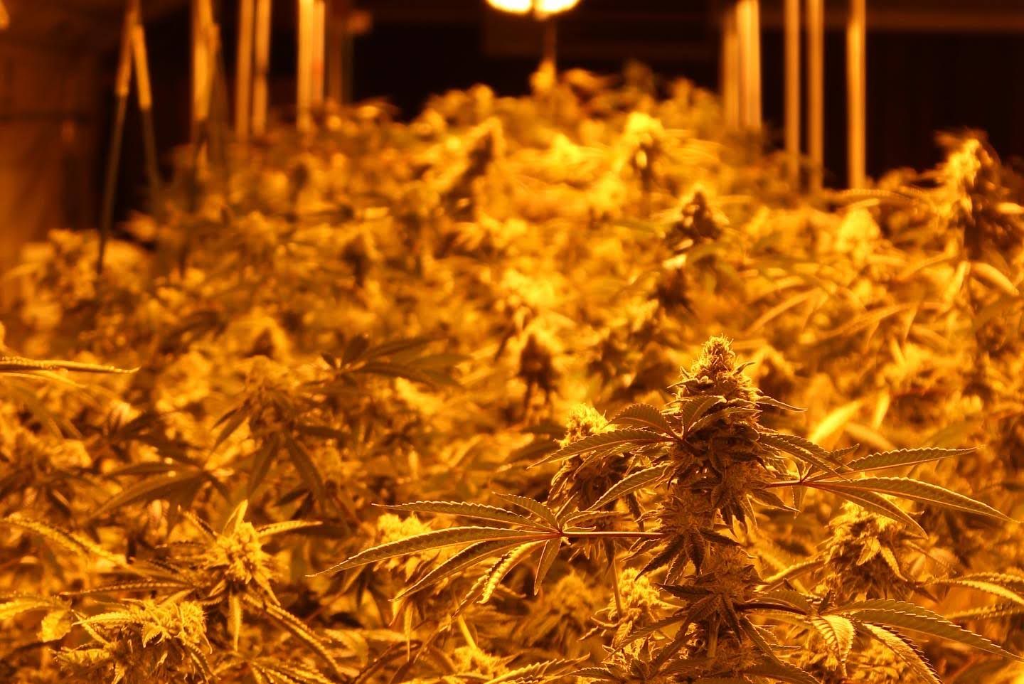 A dense canopy of flowering cannabis plants bathed in warm overhead grow light inside the Northwest Local Cannabis flower room.