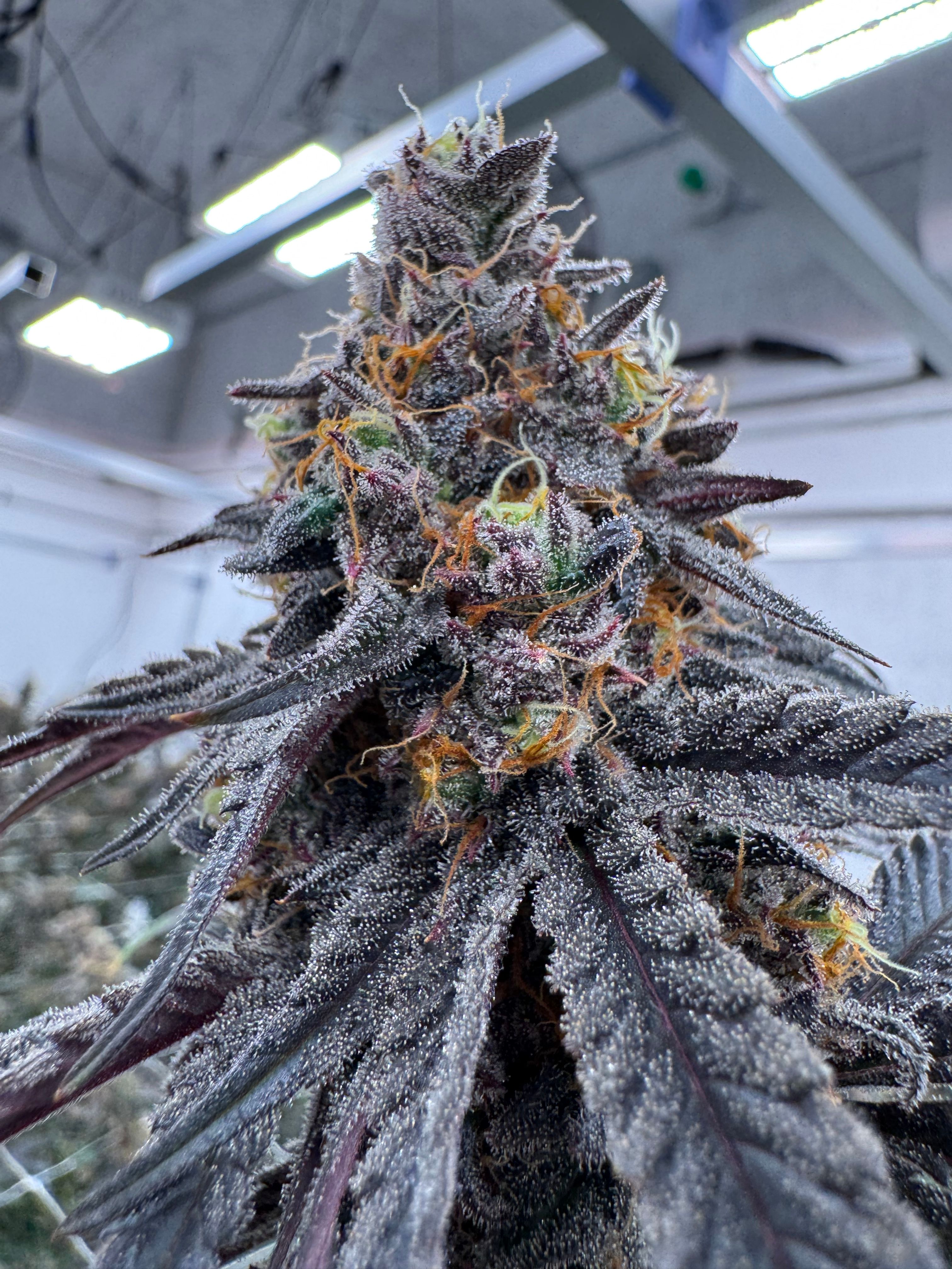 Tall Animal Mints cola shot from below at canopy level showing dark purple flower with heavy trichome frost and orange pistils against overhead LED grow lights at Northwest Local Cannabis