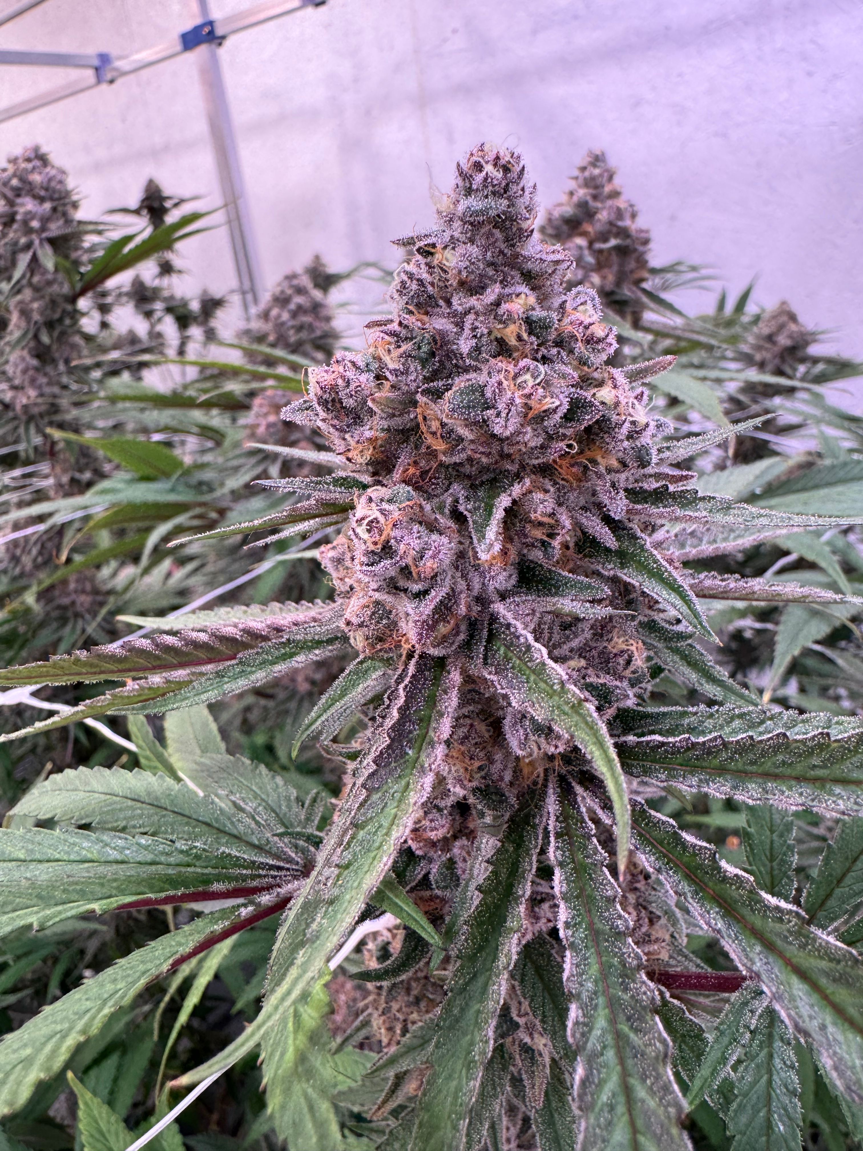 Overhead view of an elongated foxtail-style Super Boof cola, dense with white trichomes and orange pistils on deep purple and green flower with leaves splaying outward, grown indoors at Northwest Local Cannabis