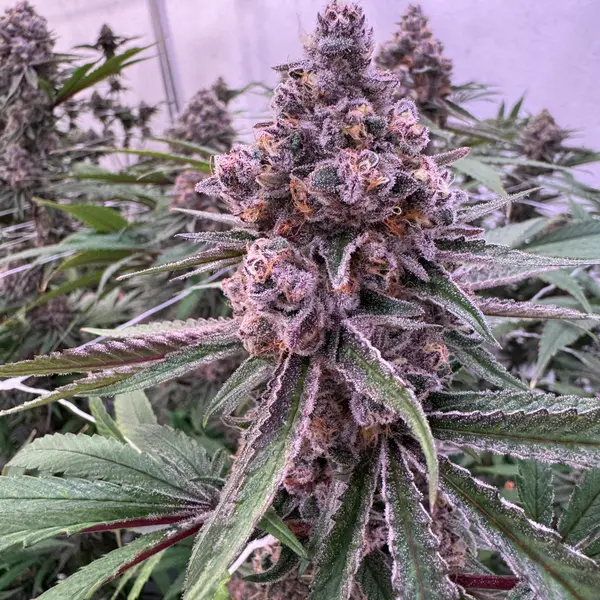 Overhead view of an elongated foxtail-style Super Boof cola, dense with white trichomes and orange pistils on deep purple and green flower with leaves splaying outward, grown indoors at Northwest Local Cannabis