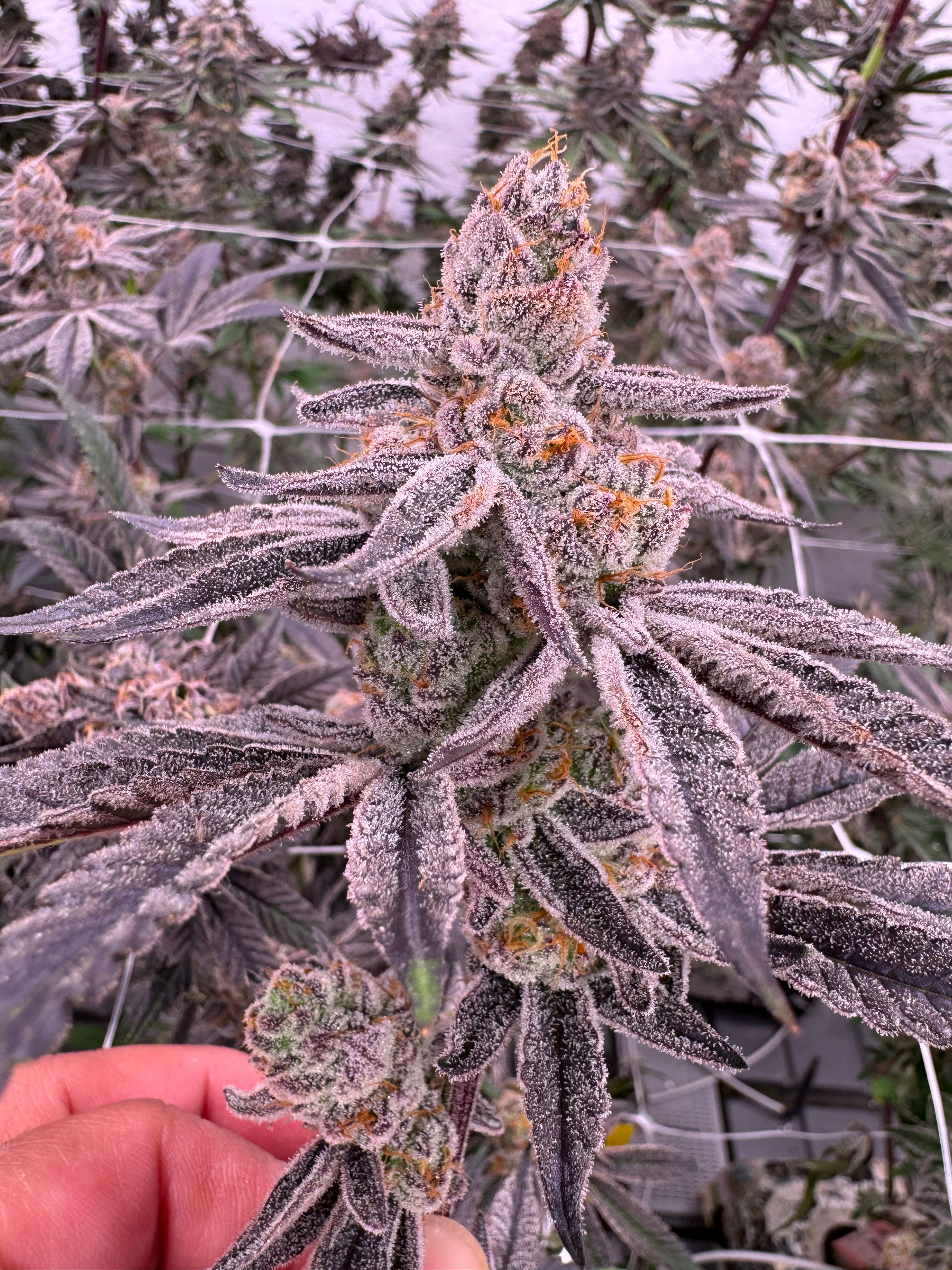 Glitter Bomb cannabis stacked purple buds with heavy frost and trichome coverage, finger touching lower cola with indoor canopy behind, grown at Northwest Local Cannabis