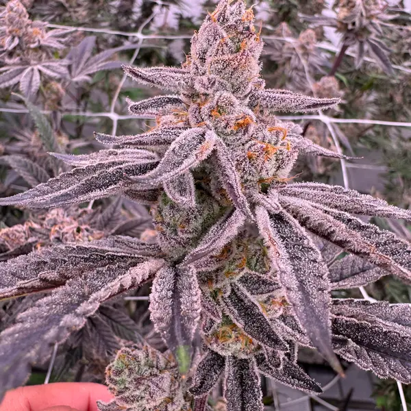 Glitter Bomb cannabis stacked purple buds with heavy frost and trichome coverage, finger touching lower cola with indoor canopy behind, grown at Northwest Local Cannabis
