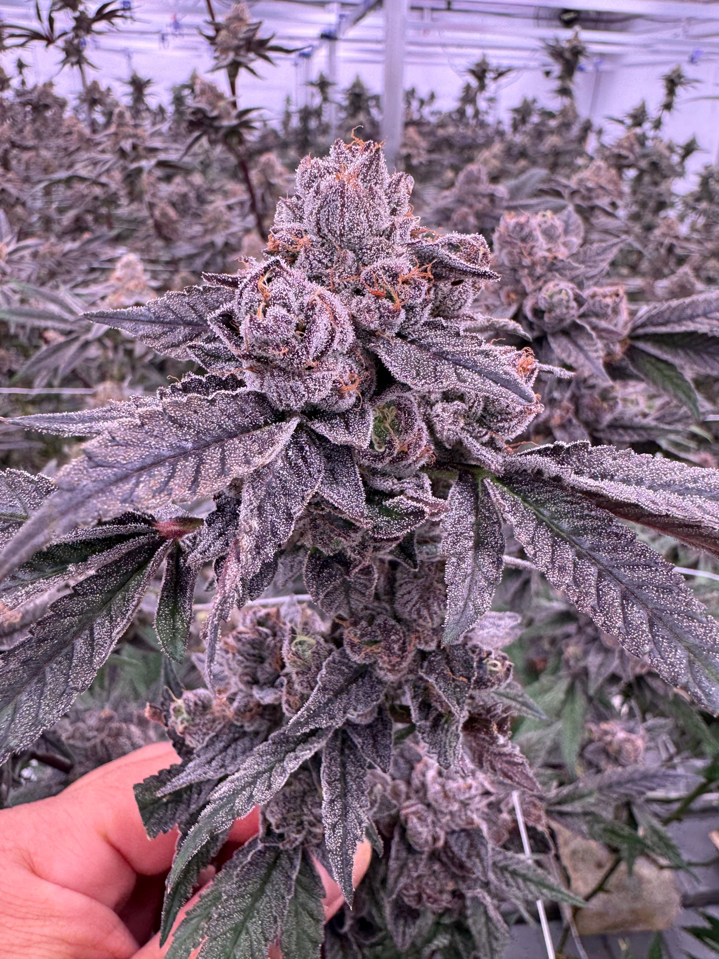 Gastro Pop cannabis plant held in hand showing multiple purple bud sites with heavy trichome coverage, indoor grow room canopy with LED grow lights visible, grown at Northwest Local Cannabis