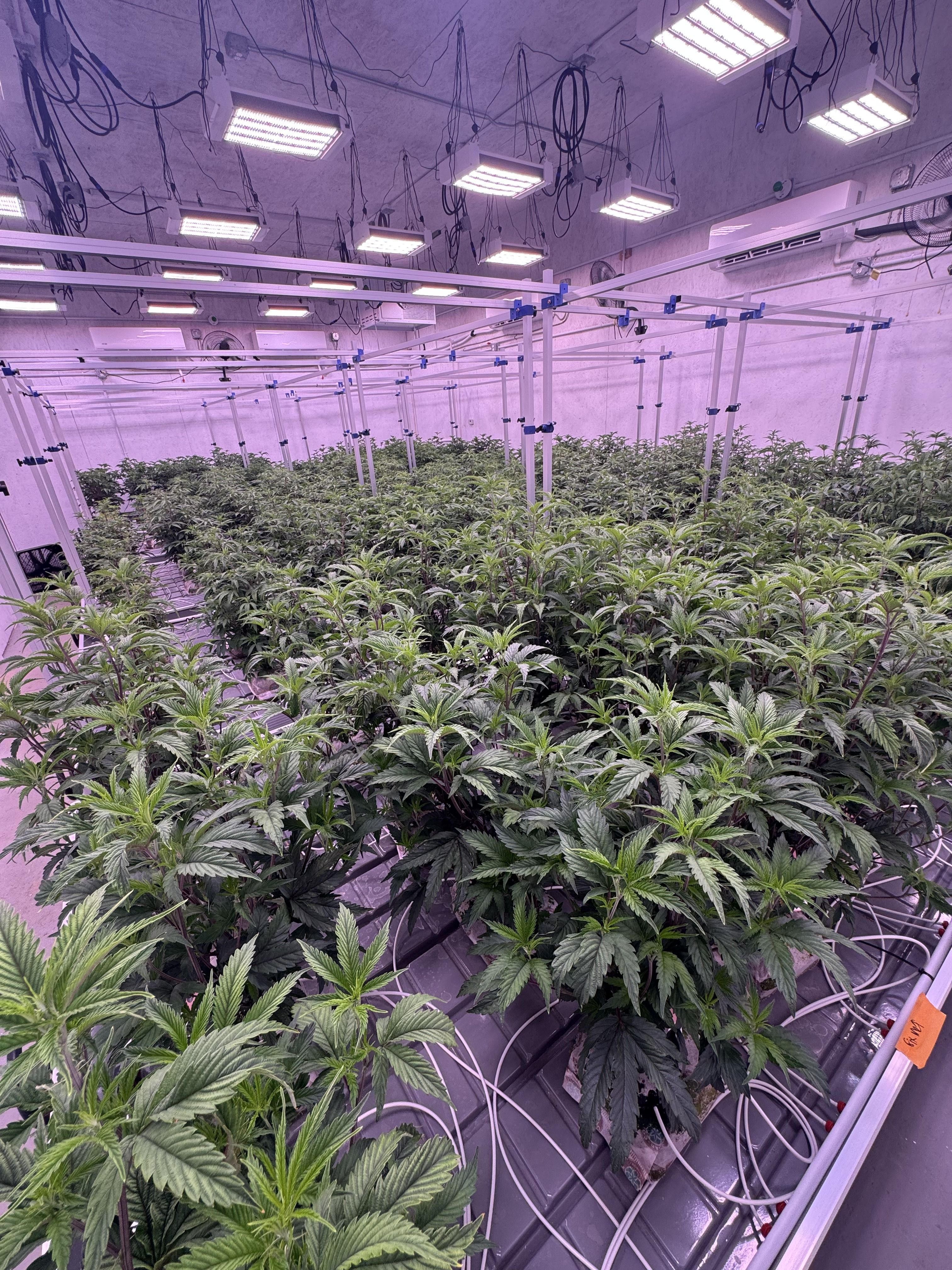 A sealed indoor flower room photographed from one corner. LED fixtures run in rows across the ceiling, trellis netting holds a full canopy at even height, white irrigation lines run along the benches, and a mini-split head is mounted high on the far wall.