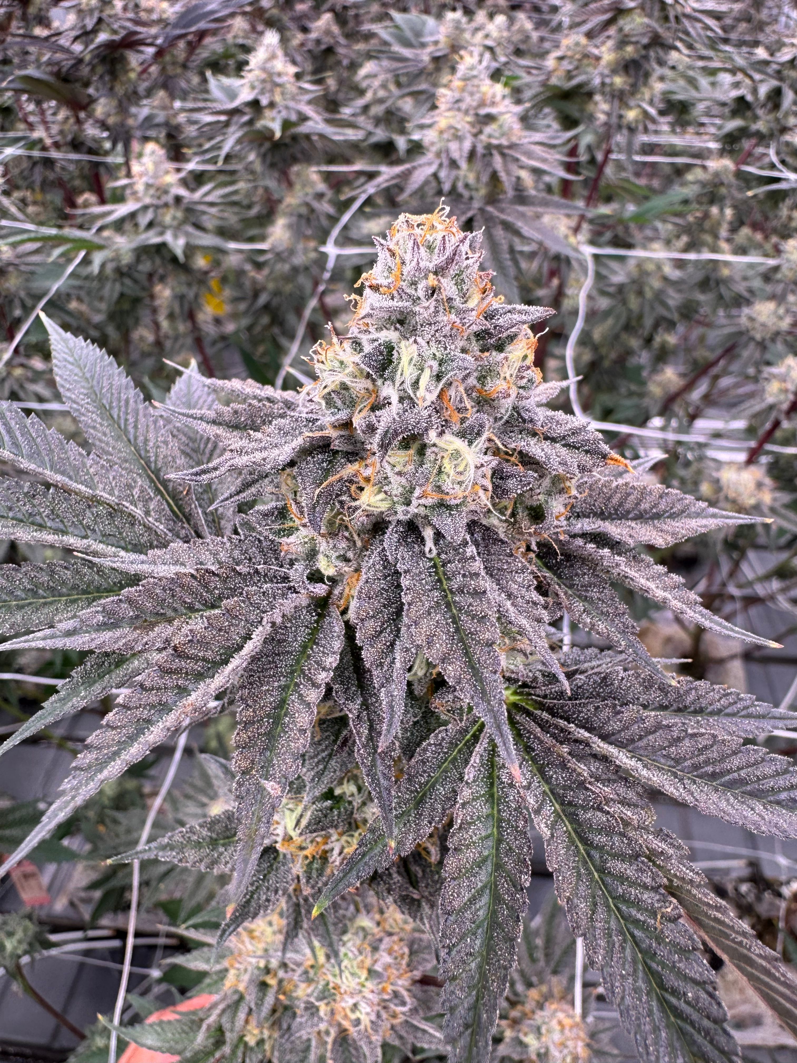 Close-up of Donny Burger cannabis main cola with dense frosty calyxes and vibrant orange hairs against a backdrop of trellis net and flowering canopy, grown at Northwest Local Cannabis