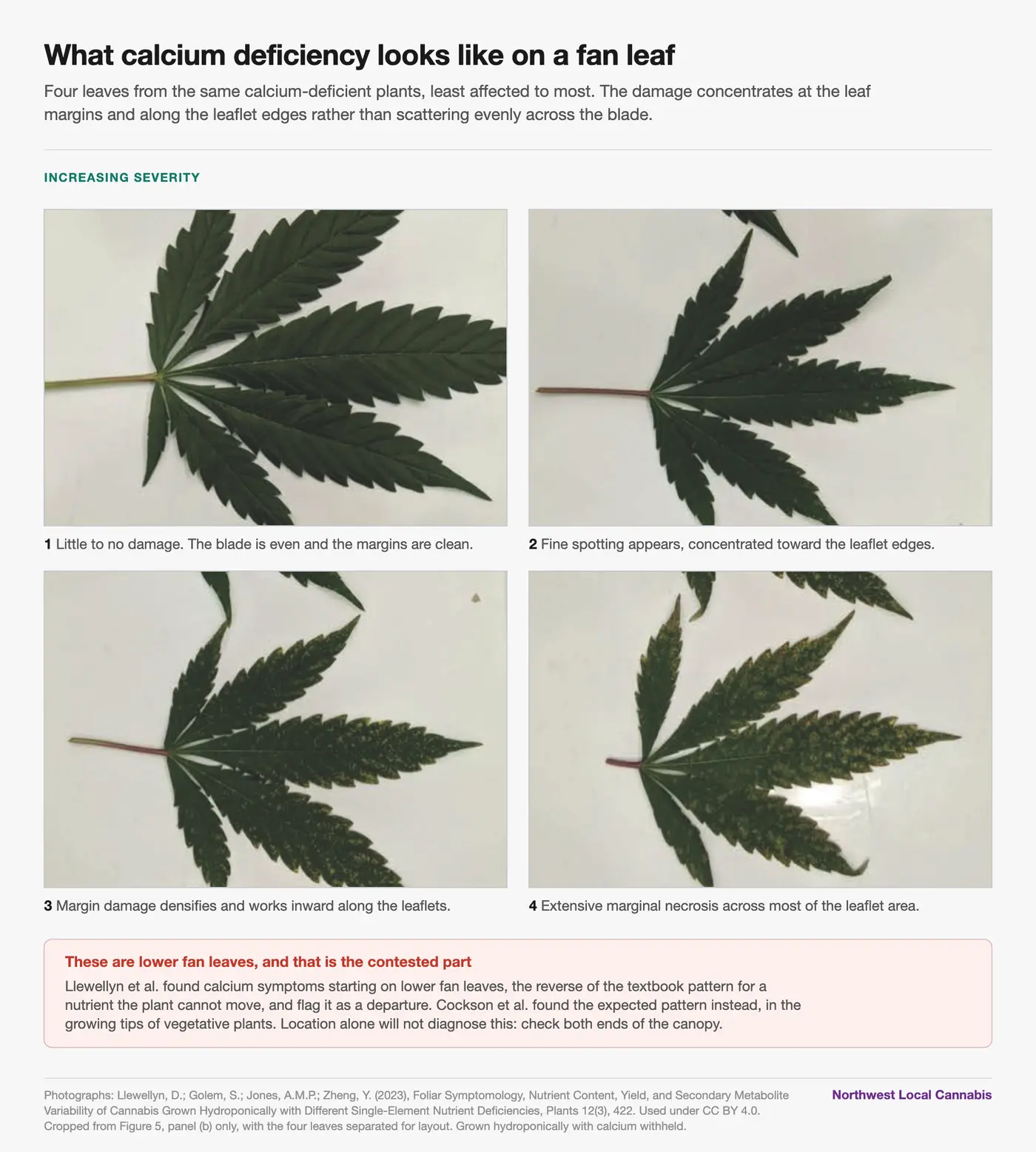 Four photographs of detached cannabis fan leaves from calcium-deficient plants, arranged from least to most affected. The first leaf is even and dark green with clean margins. The second shows fine spotting concentrated toward the leaflet edges. The third shows denser margin damage working inward along the leaflets. The fourth shows extensive marginal necrosis across most of the leaflet area. Damage concentrates at the leaf margins and leaflet edges rather than scattering evenly across the blade.