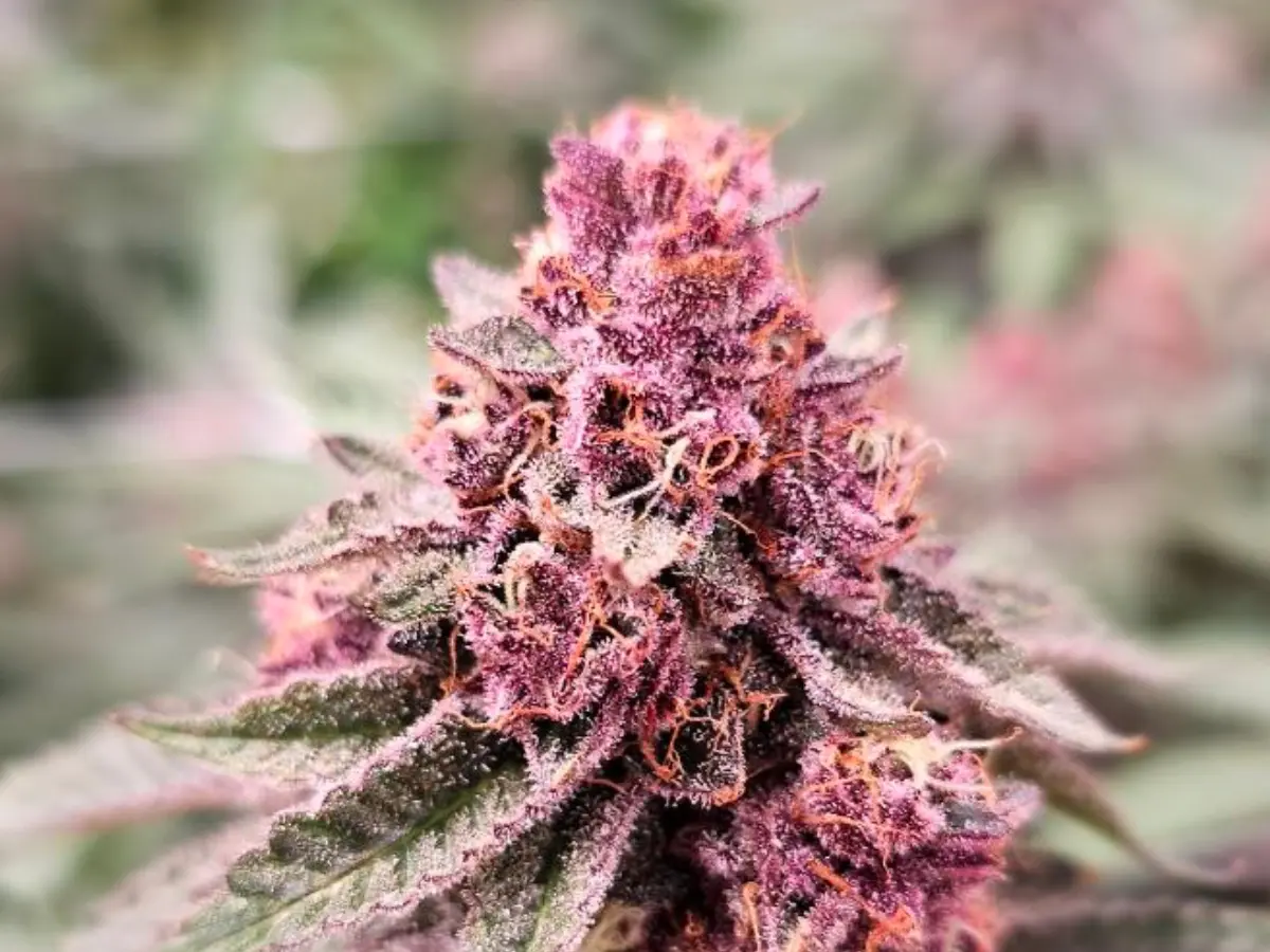 Trop Cherry cannabis flower with vibrant pink and purple buds covered in frosty trichomes with orange pistils, grown at Northwest Local Cannabis indoor facility