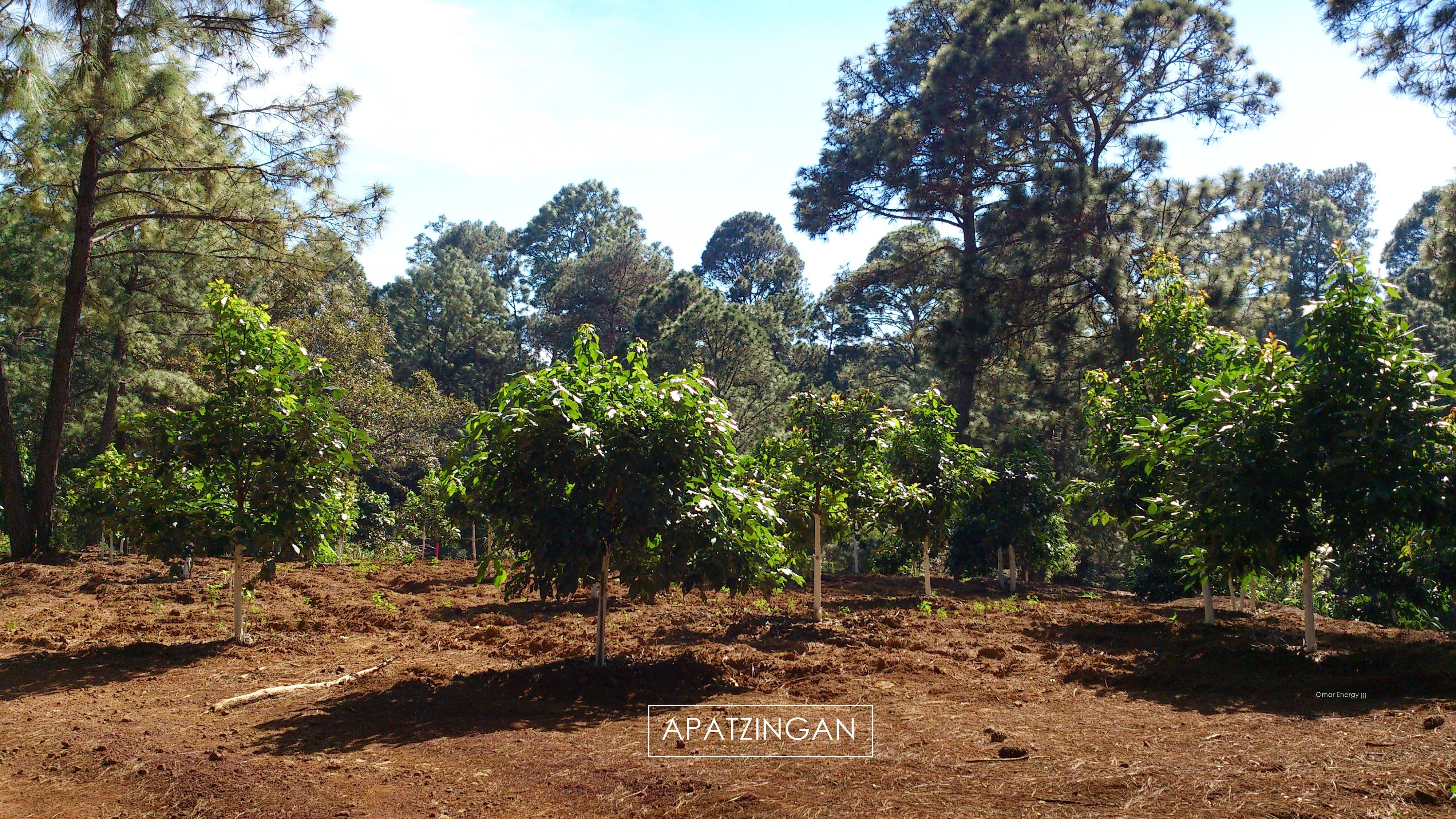Árboles jóvenes de aguacate plantados en un claro de tierra rojiza rodeado de bosque de pino en la sierra de Apatzingán, Michoacán