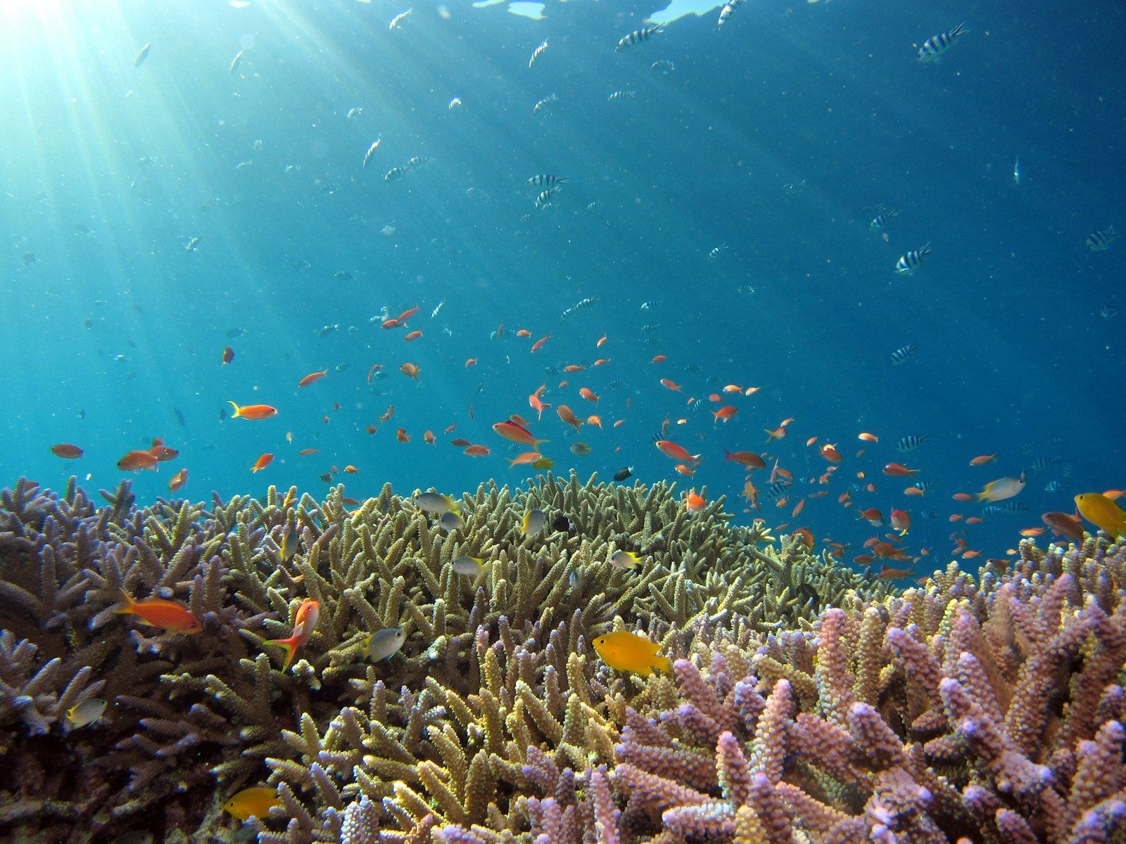 Arrecife de coral con peces en aguas turquesas del Caribe