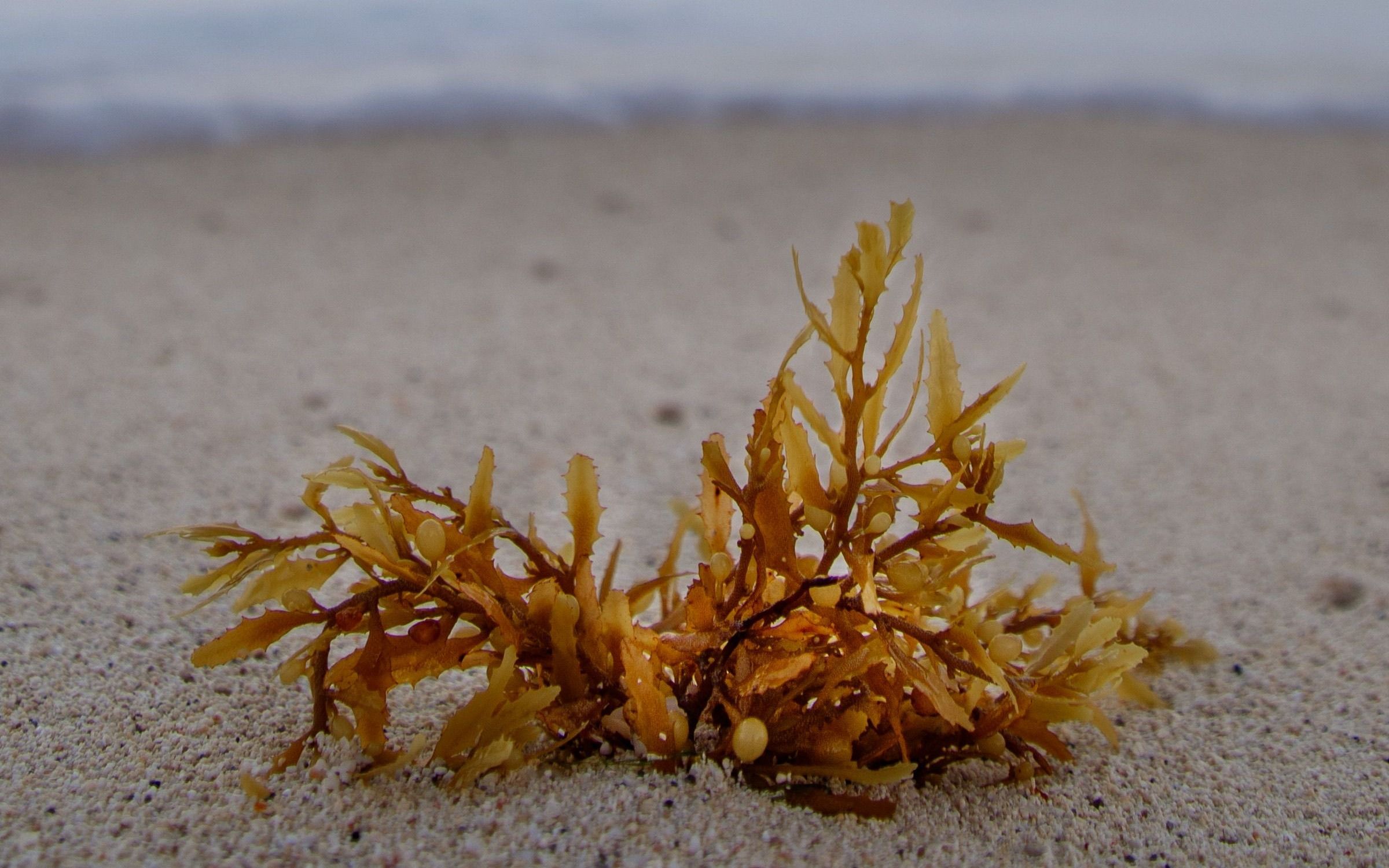Un manojo de sargazo dorado, con sus pequeñas vesículas de flotación, sobre la arena clara de una playa de Cancún; al fondo, la orilla del mar desenfocada