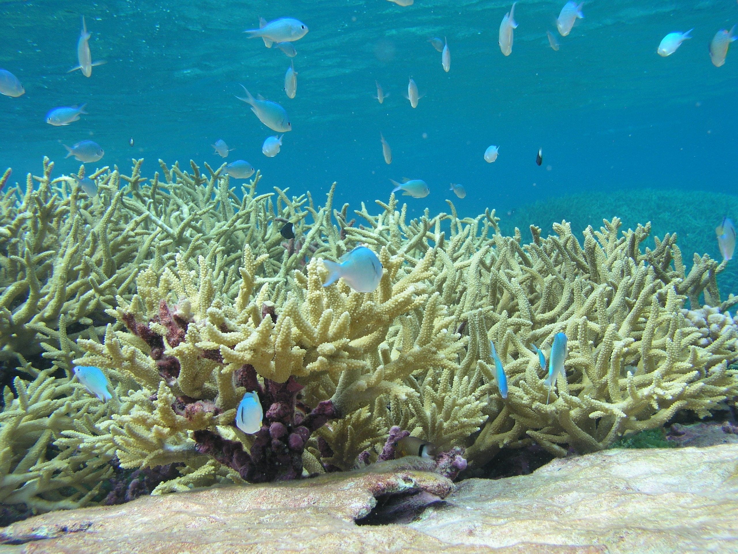 Peces azules nadan sobre un arrecife sano de coral cuerno de ciervo bajo el agua