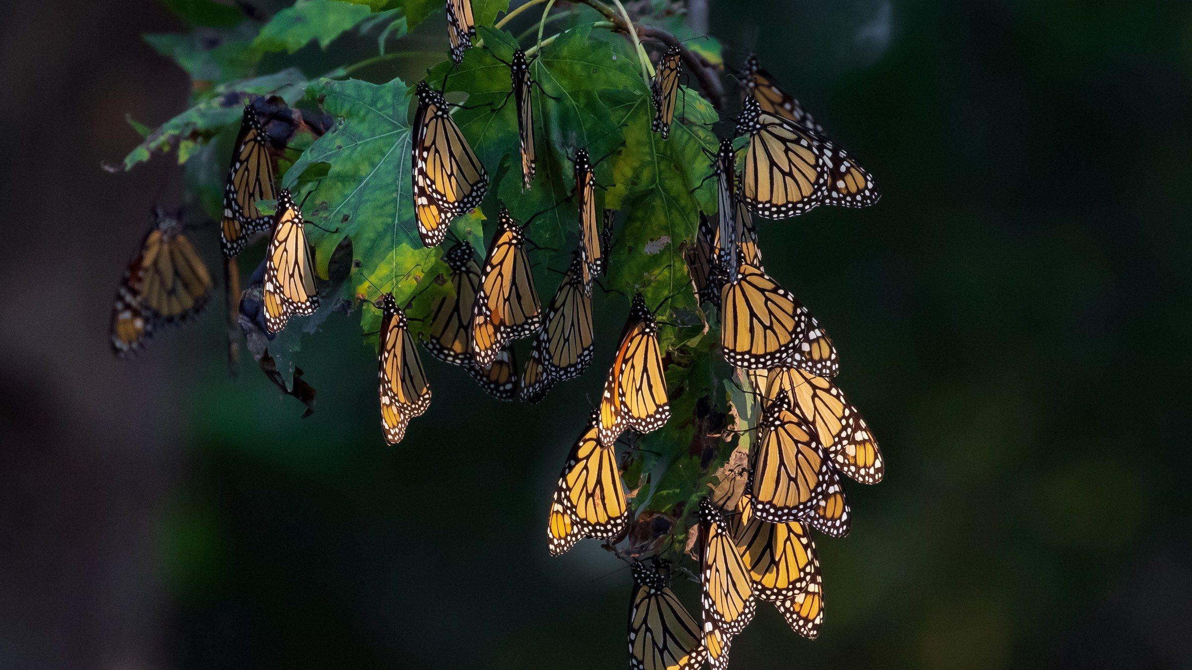 Decenas de mariposas monarca anaranjadas con bordes negros agrupadas sobre las hojas de una rama, con fondo oscuro de bosque