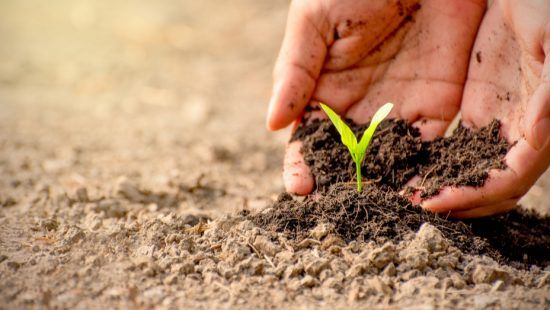 a person is holding a small plant in their hands .