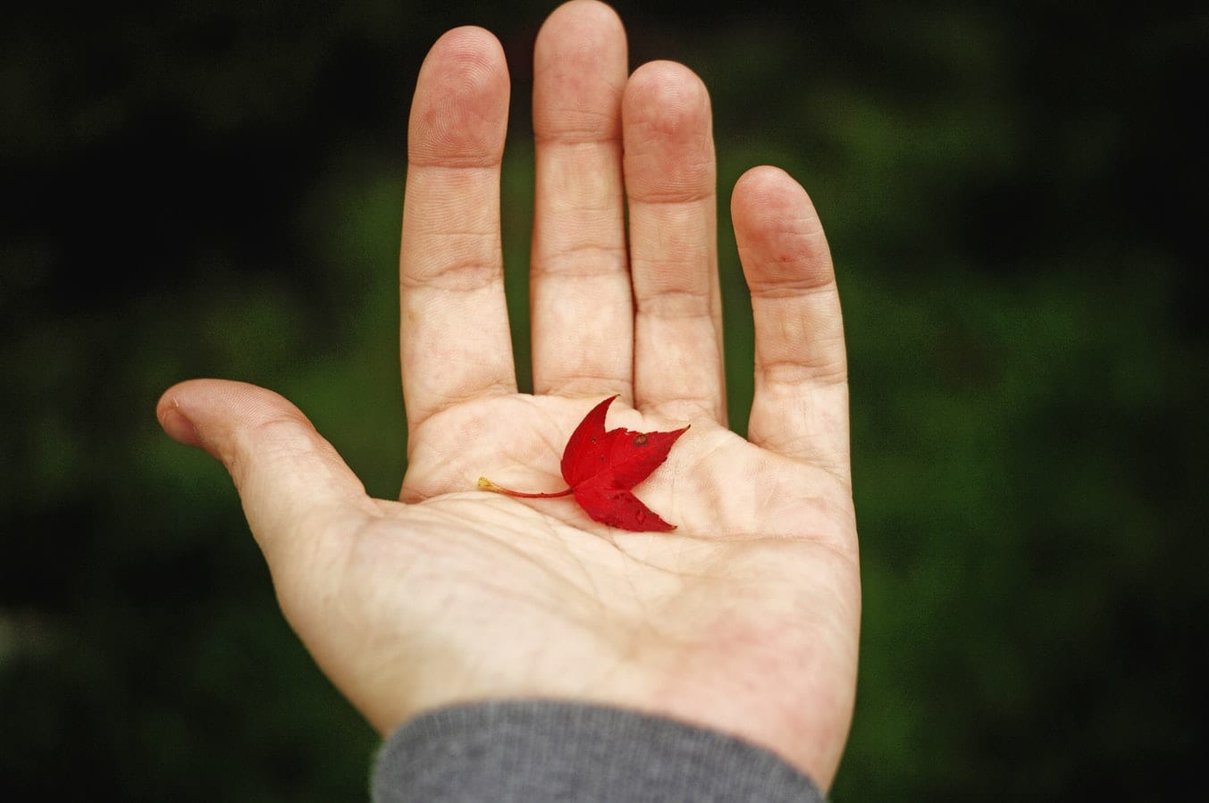 a person is holding a red leaf in their hand .