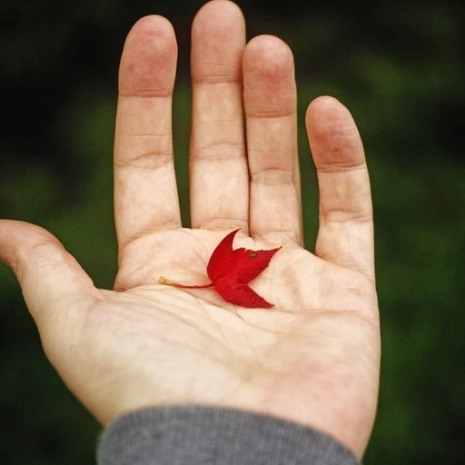 a person is holding a red leaf in their hand .