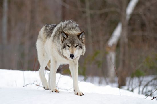 a gray wolf is standing in the snow in the woods .