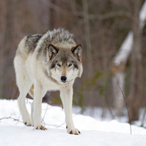 a gray wolf is standing in the snow in the woods .