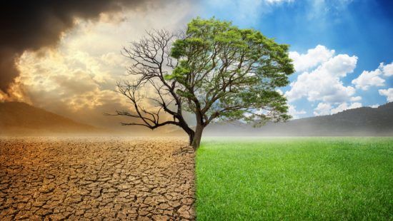 a tree is standing in the middle of a dry and green field .