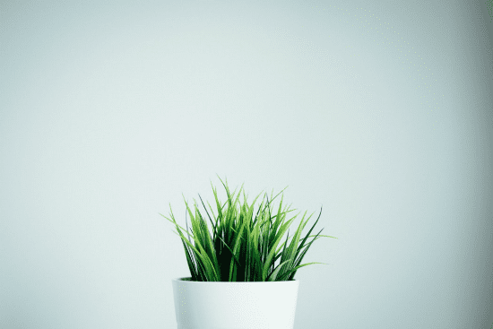 a small plant in a white pot against a white wall