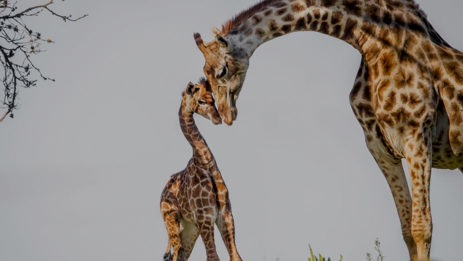 a giraffe and her baby are standing next to each other .