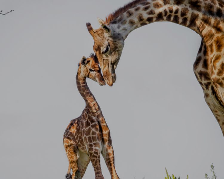 a giraffe and her baby are standing next to each other .