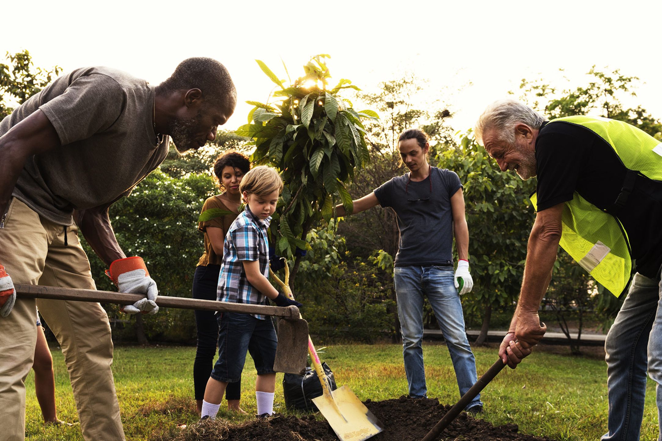 a group of people are digging a hole to plant a tree .