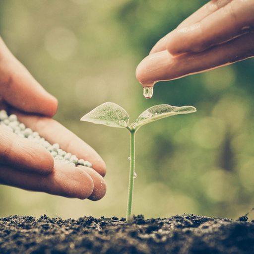 a person is watering a small plant with a drop of water .
