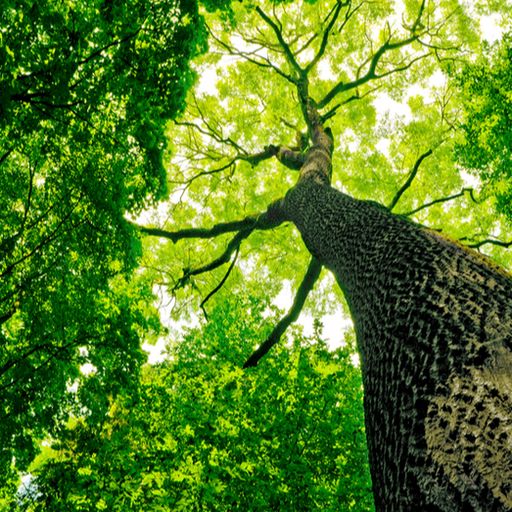 looking up at a tree in a forest with lots of green leaves .