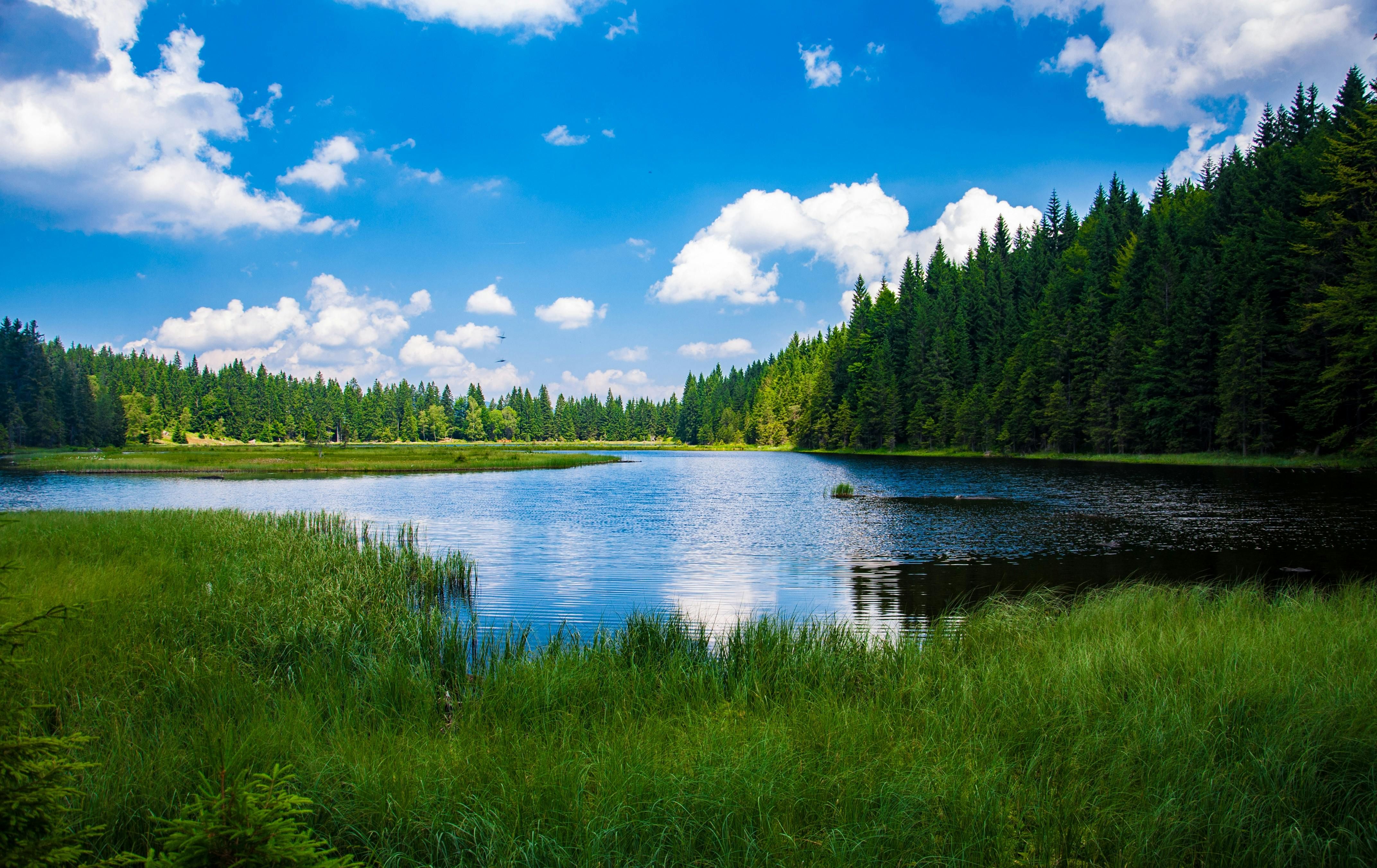 a small lake in the middle of a forest on a sunny day .