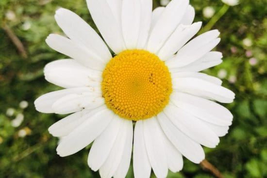 a close up of a white daisy with a yellow center .