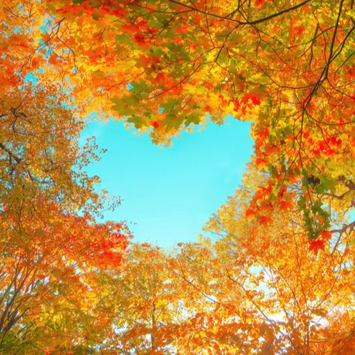 looking up at a forest of trees with autumn leaves in the shape of a heart .