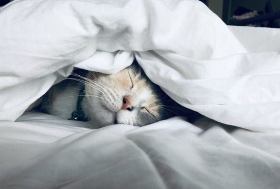 a cat is sleeping under a white blanket on a bed .
