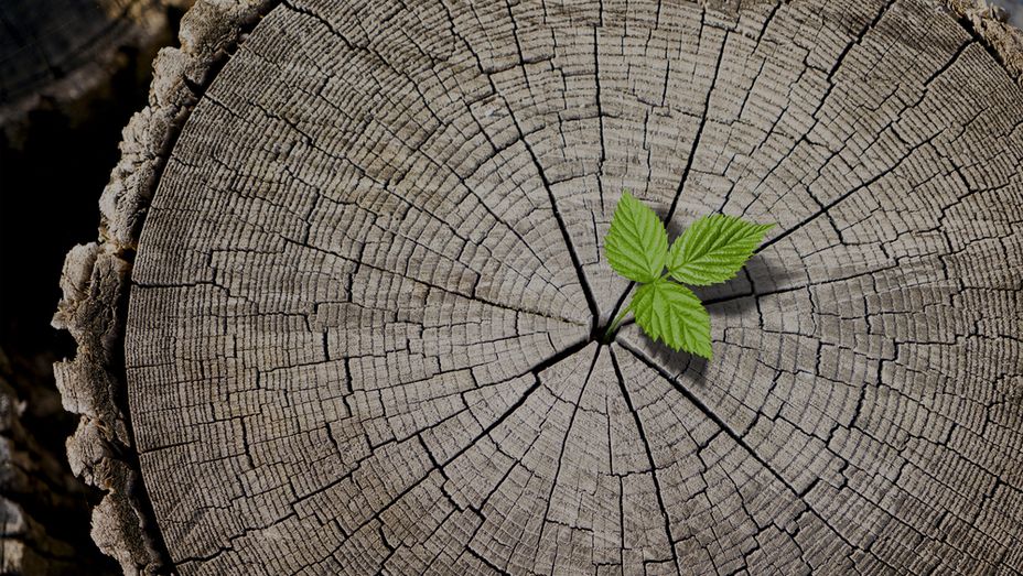 a small green plant is growing out of a tree stump .