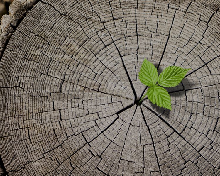a small green plant is growing out of a tree stump .