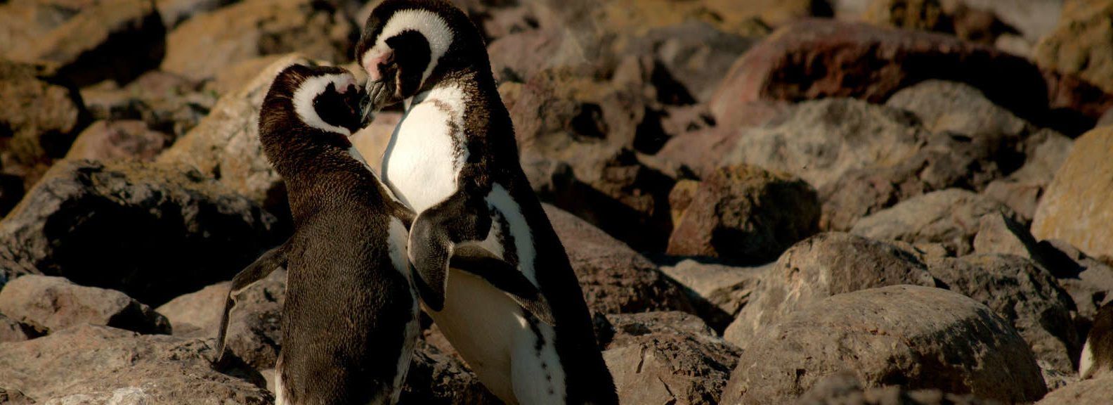 Forging Healthy Relationships